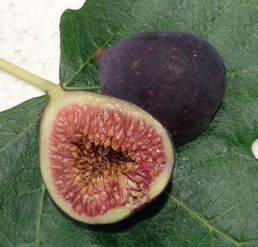 Fig Database®: Black Jack.